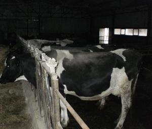 Vand ferma de bovine la standarde europene