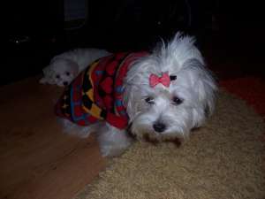 vand bichon maltez