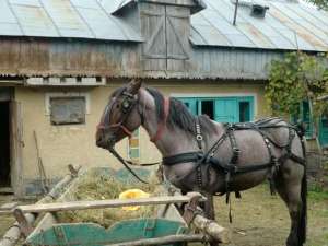 Armasar de vanzare cu tot cu ham