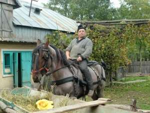 Armasar de vanzare cu tot cu ham