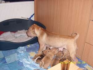 Vand pui shar pei!!