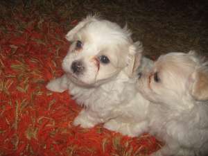 bichon de vanzare