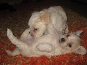 bichon de vanzare