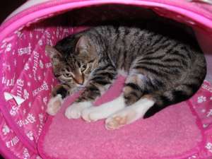 Ofer spre adoptie pisicuta tigrata 5 luni
