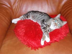 Ofer spre adoptie pisicuta tigrata 5 luni