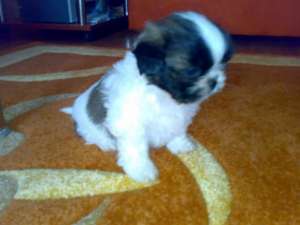 Dau spre adoptie cateii de rasa cow cow, shi tzu si pechinez imperiali.