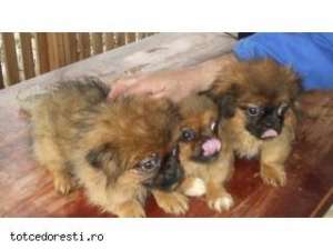 Dau spre adoptie cateii de rasa cow cow, shi tzu si pechinez imperiali.
