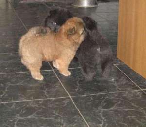 Dau spre adoptie cateii de rasa cow cow, shi tzu si pechinez imperiali.