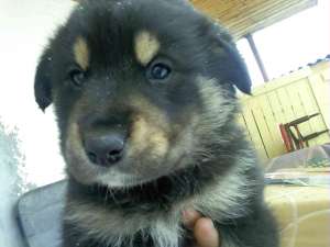 ofer pui rotweiller cu dog german