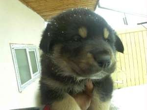 ofer pui rotweiller cu dog german