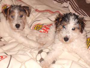 vand fox terrier