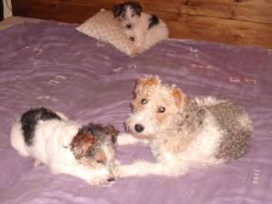 vand fox terrier