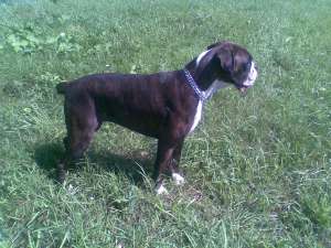 Imperechere boxer