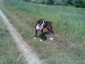 Imperechere boxer