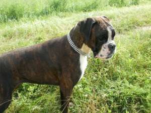 Imperechere boxer