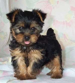 Cumpar catel Yorky
