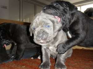 Vand CANE CORSO toate culorile !!