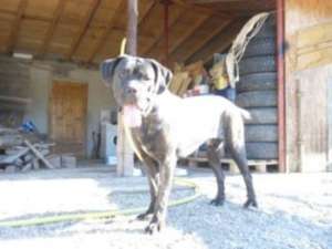 Vand CANE CORSO toate culorile !!