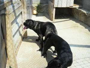 Monta imperechere CANE CORSO
