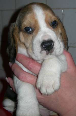 vand 5 pui BEAGLE