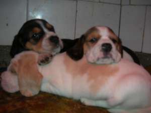 vand 5 pui BEAGLE