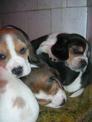 vand 5 pui BEAGLE