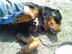 vand rottwaler