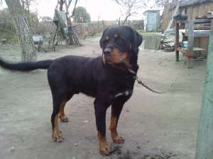 vand rottwaler