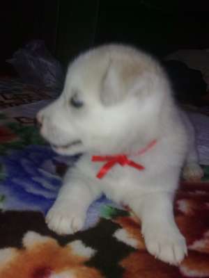 vand pui husky 6 sapt
