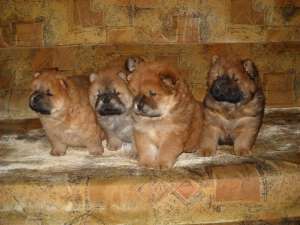 catei chow chow de vanzare