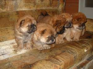 catei chow chow de vanzare