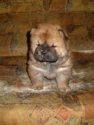 catei chow chow de vanzare