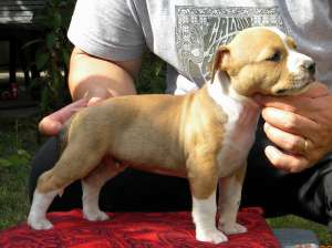 Pui amstaff cu pedigree