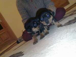 vand rottweiler