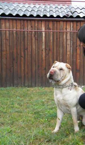 Ofer pt Monta mascul Shar-Pei