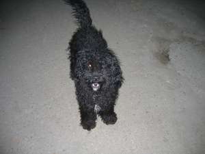 caut monta caniche