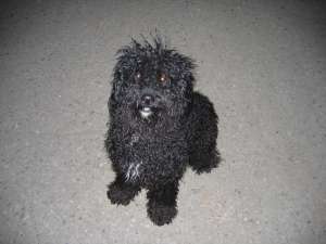 caut monta caniche