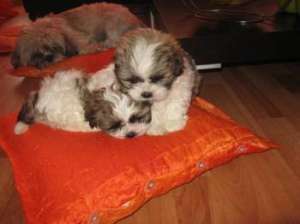 Vand shih-tzu Superbi.