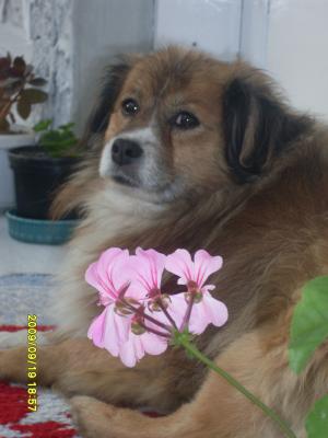 Doresc sa cumpar