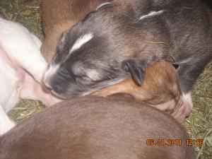 Dau spre adoptie catei