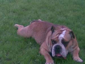 caut femela de bulldog englez pentru monta