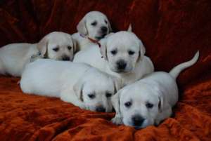 LABRADORI SI GOLDEN RETRIEVER