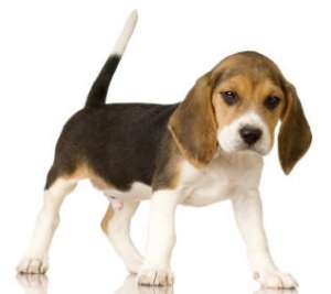 Beagle  Radauti