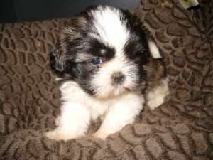 vand pui rasa shih-tzu