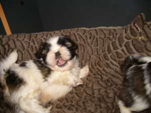 vand pui rasa shih-tzu