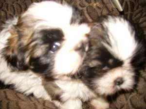 vand pui rasa shih-tzu