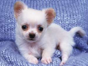 Chihuahua catelus frumos pentru a da drumul