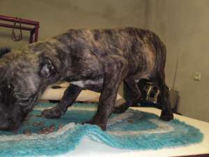 catei dogo canario de vanzare