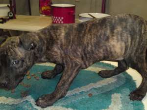 catei dogo canario de vanzare