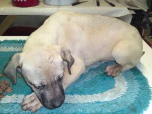 catei dogo canario de vanzare